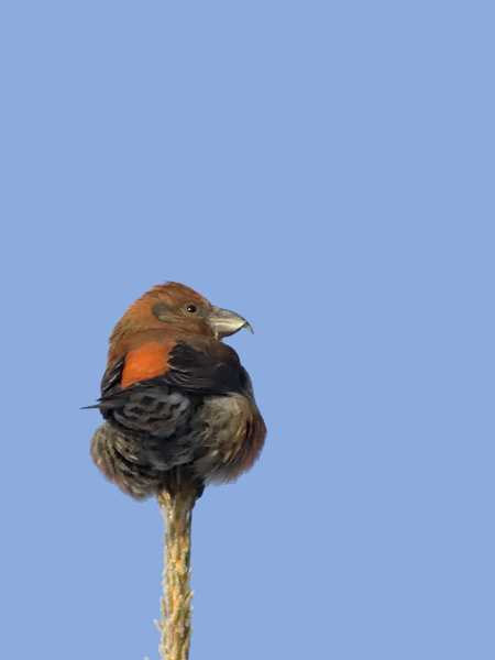 Pikkukäpylintu, Red Crossbill, Loxia curvirostra